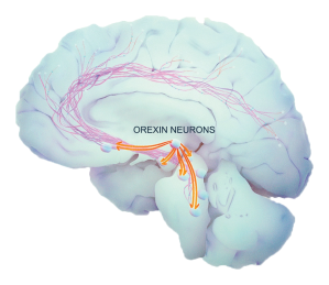 Image of the Orexin Neurons in the Brain