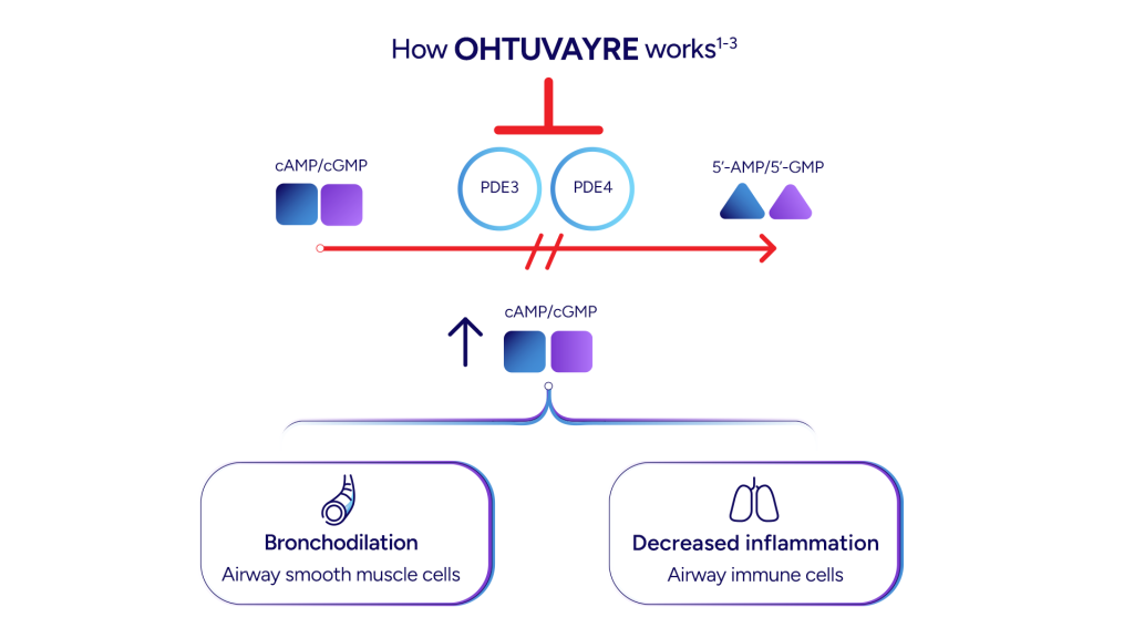 Mechanism of Action for OHTUVAYRE® (ensifentrine)