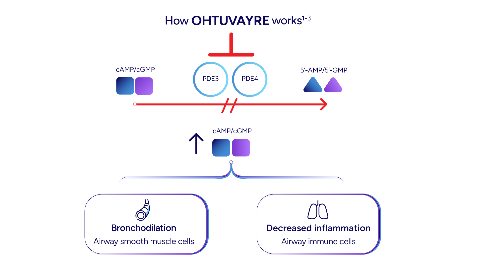 Mechanism of Action for OHTUVAYRE® (ensifentrine)