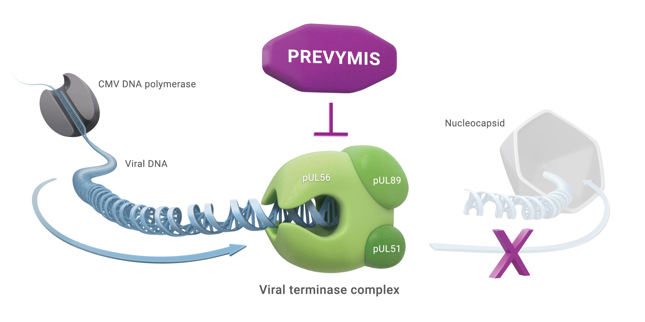 View the Mechanism of Action for PREVYMIS® (letermovir) in a CMV-Infected Cell