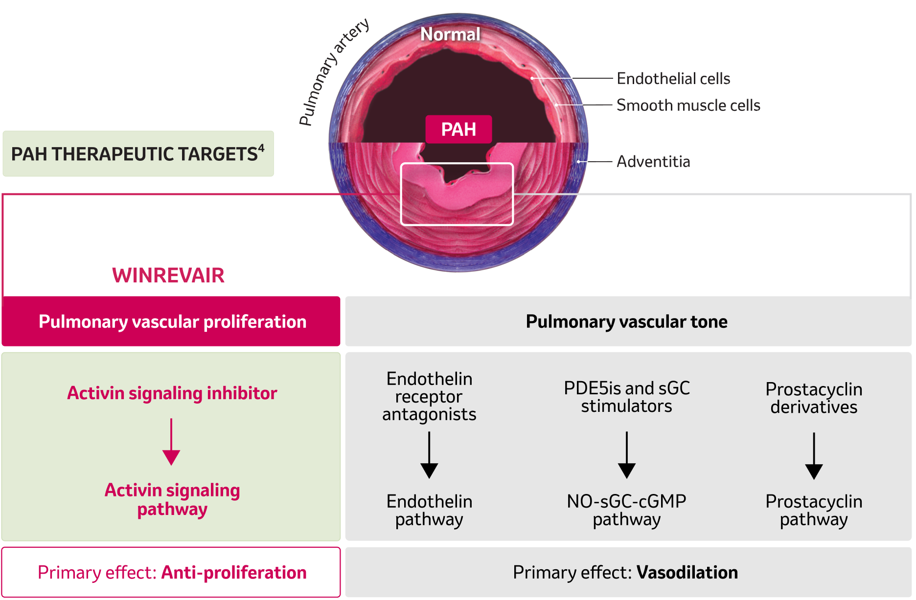 Diagram of PAH Therapeutic Targets: Activin Signaling Pathway, Endothelin Pathway, NO-sGC-cGMP Pathway, and Prostacyclin Pathway